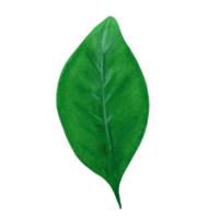 leaf1