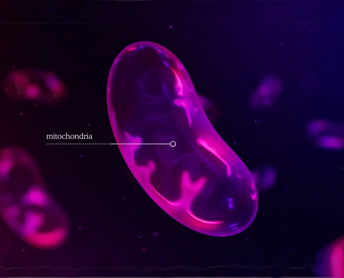 Cellular stress