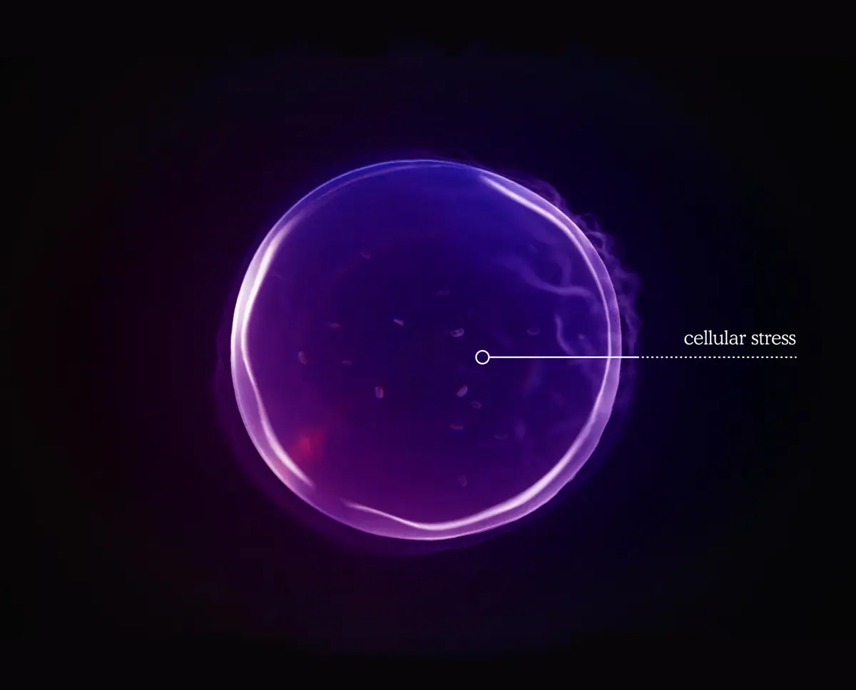 Cellular stress
