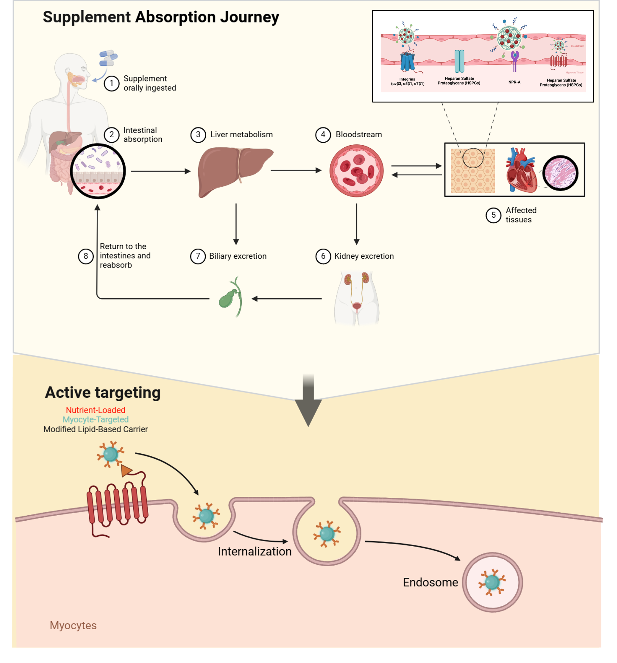 Stressed Cell Visualization