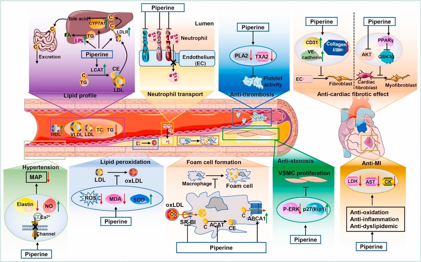 Stressed Cell Visualization